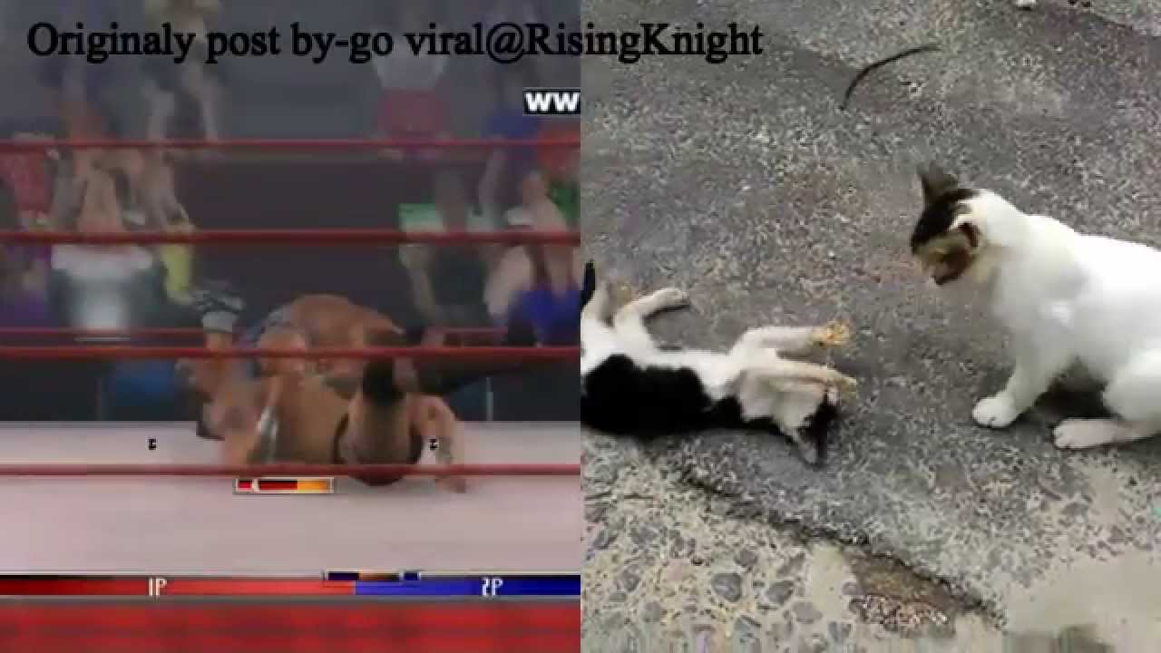 monday night raw-similer with cat slam viral video