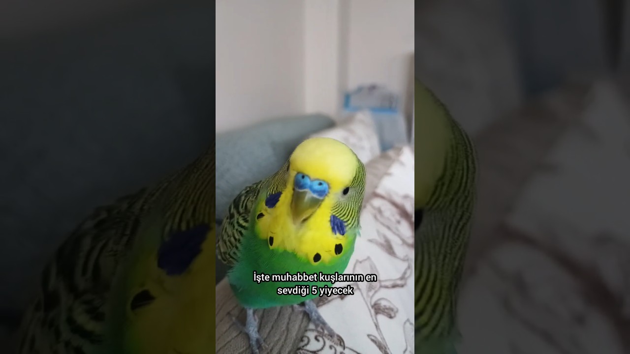 🧐 Muhabbet Kuşları Buna Bayılıyor! 5 Gizli Besin