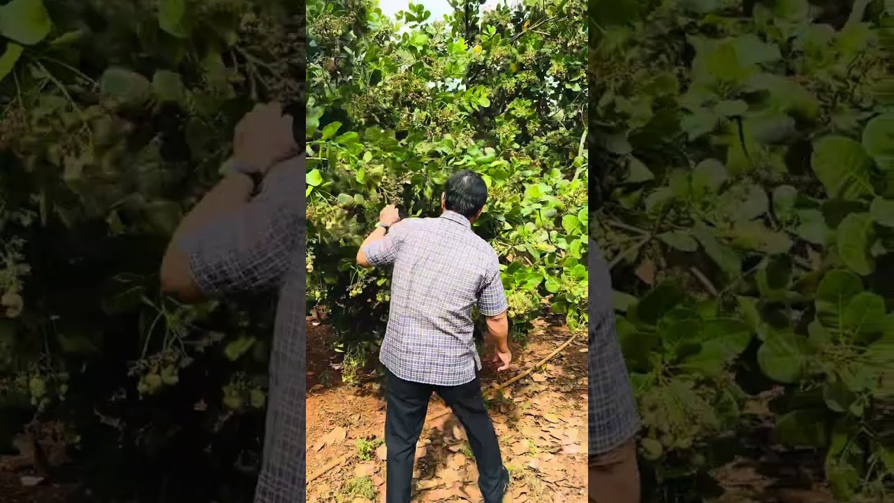 Điều ghép BP102 Hoàng Tần niên vụ 2026