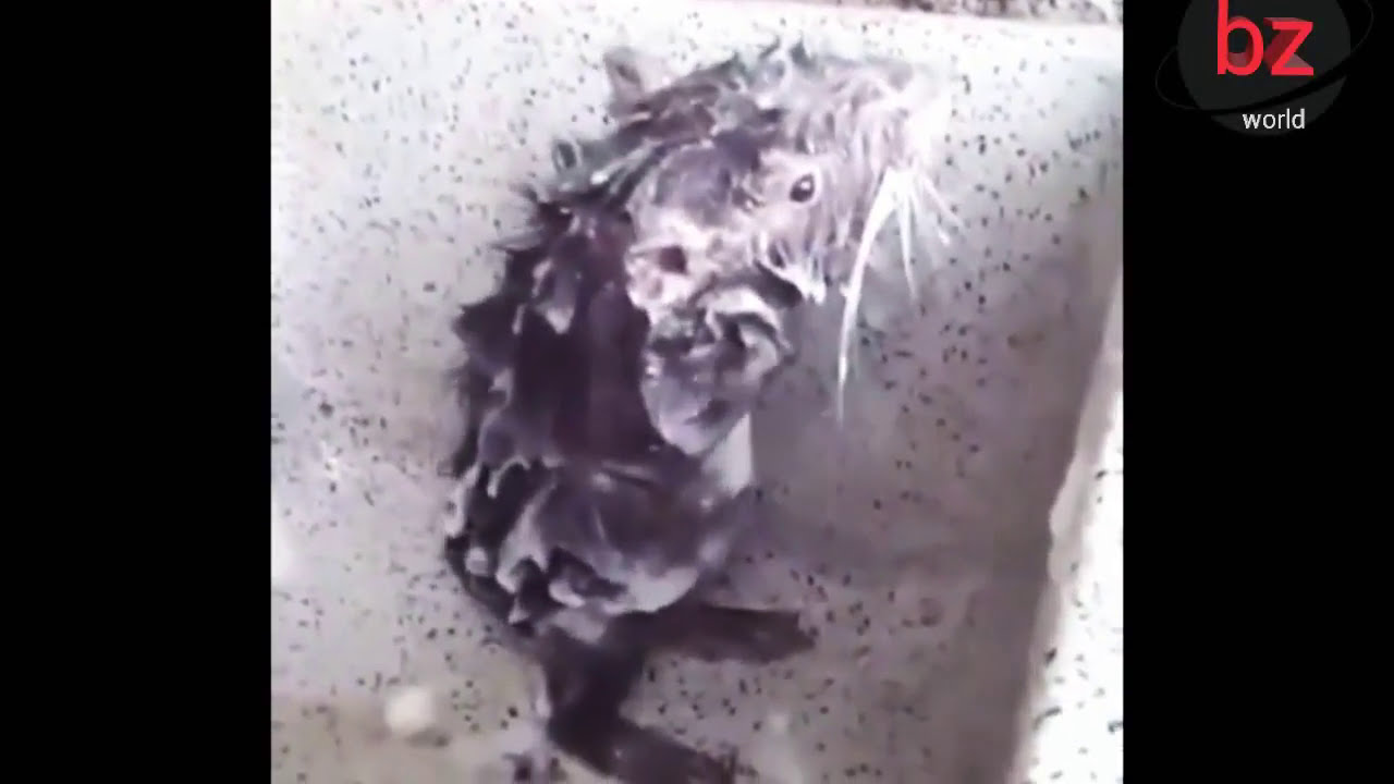 Rat Bath...