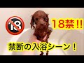 【犬の自宅シャンプー】お風呂からペット用ドライヤーで乾かすまで「トイプードルのコロン」