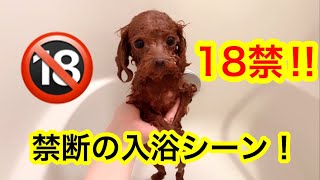 【犬の自宅シャンプー】お風呂からペット用ドライヤーで乾かすまで「トイプードルのコロン」