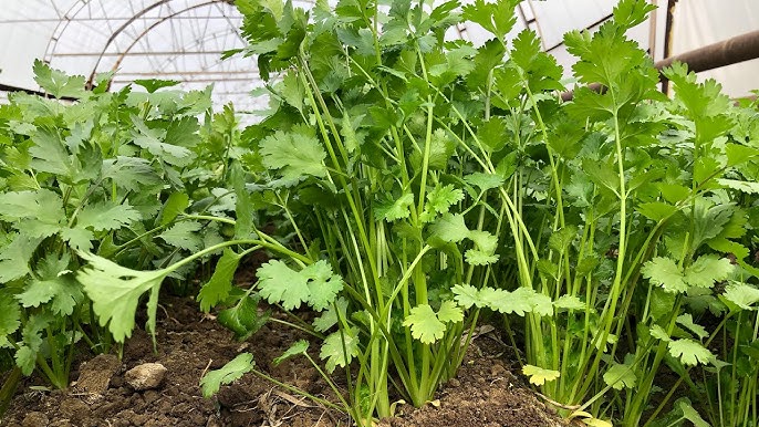 Voyeur porno filmni tomosha qiling Porno FFM ichki kiyim rus tiliga tarjima