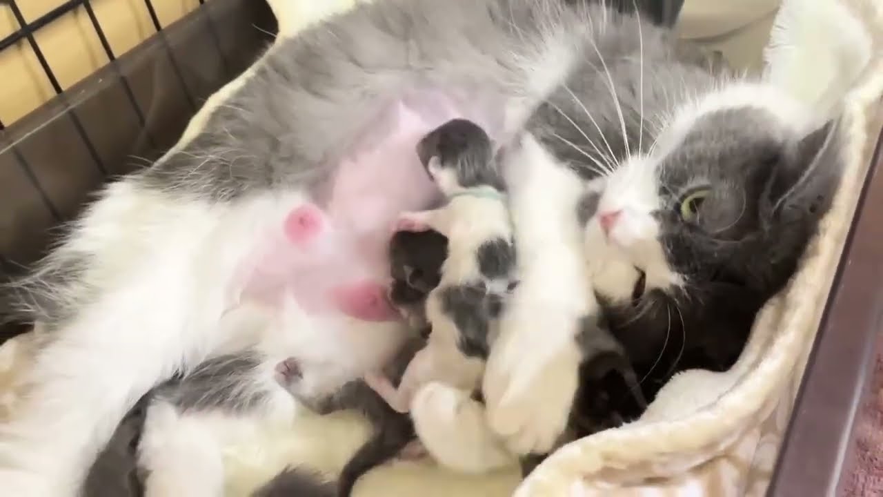 セルカークレックス×ペルシャの赤ちゃん生まれました♡