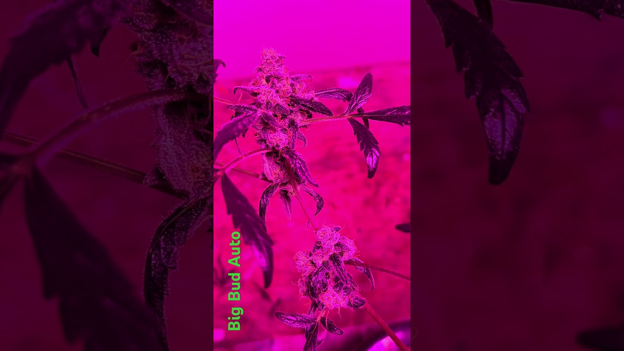 Homegrown cannabis co.Big Bud Auto.2 days before harvest!DWC