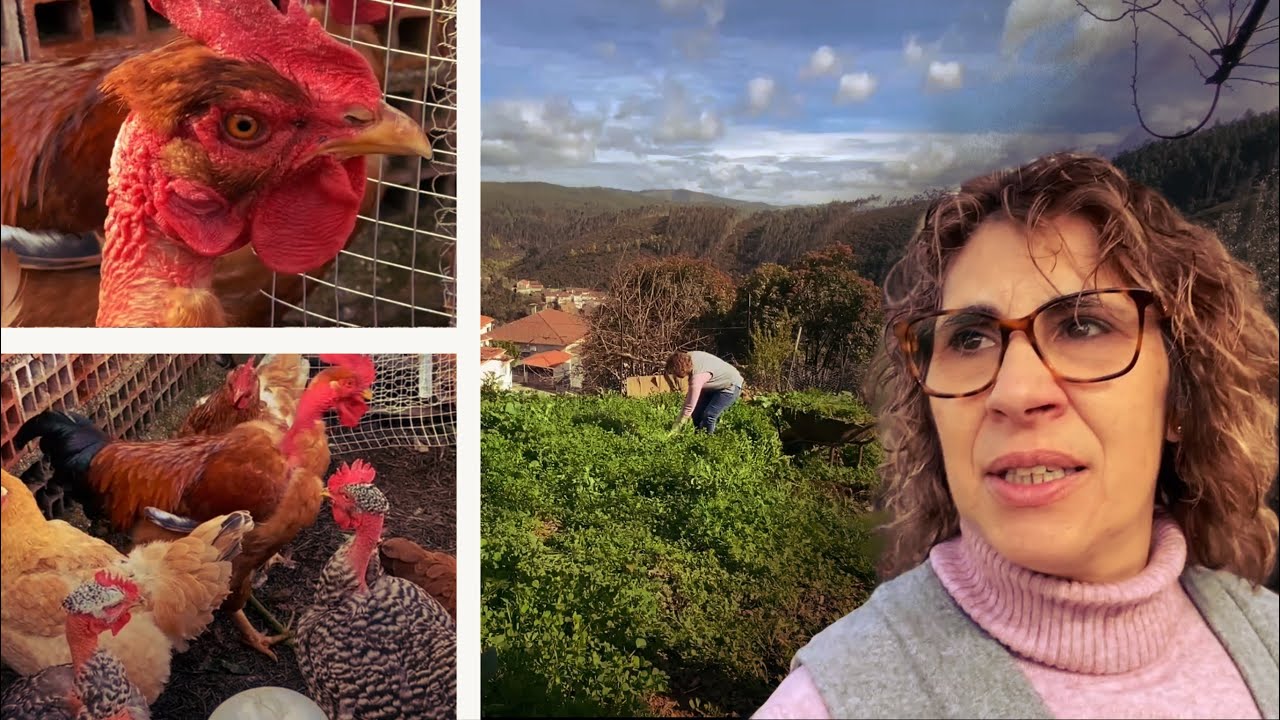 As minhas galinhas foram atacadas por uma raposa… + trabalho na horta | vlog no campo 🏡🌿