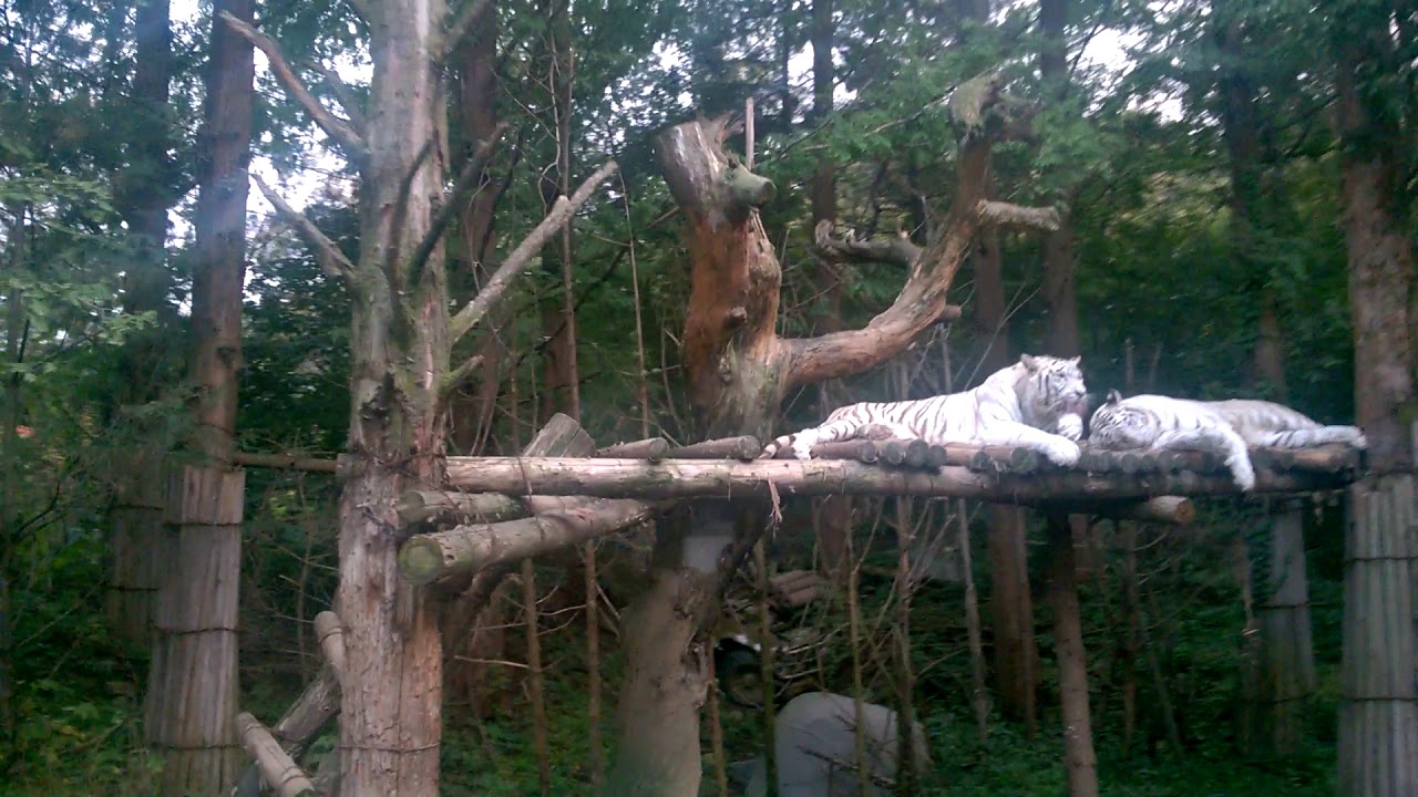 Busan Safari 2 white tiger South Korea YouTube