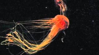 Do jellyfish taste like jelly? Find out in this World Book Explains video. screenshot 5