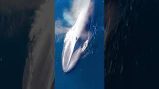 How Whale Breath Underwater ? #facts