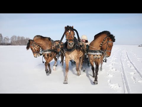 Russian Troika. Nature Park Oleniy.