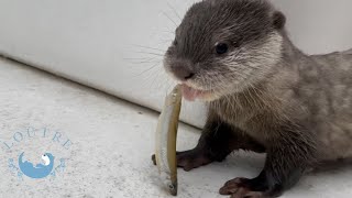 Baby otter challenges to eat fishes!