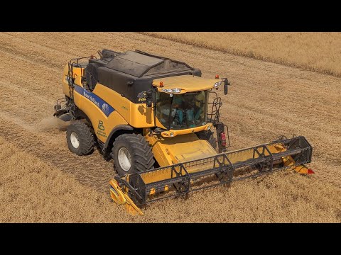 New Holland CX8070 | Žatva hrachu 🫛 