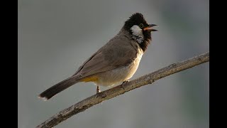WhiteEared Bulbul Song | Relaxation