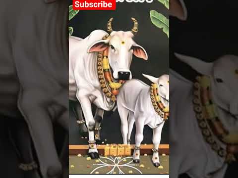 గో మాత యే నమః