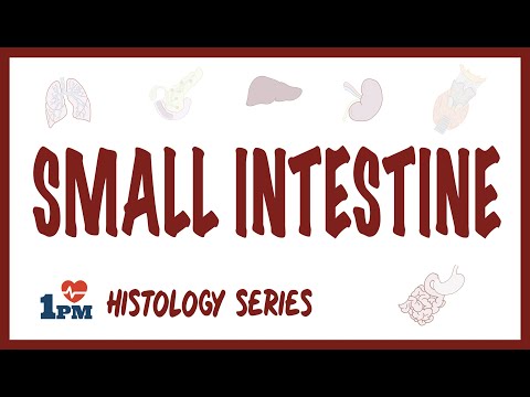 Small Intestine Histology