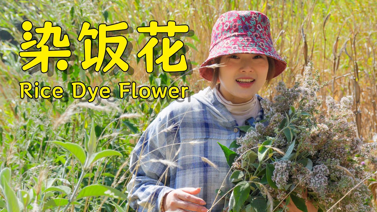 春天到了，用染饭花做一锅金黄的火腿焖饭吧！【叫我阿霞Channel】