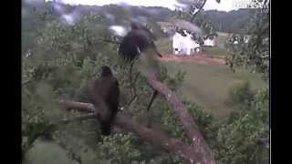 6.20.12 Decorah Eagles Playing in the rain