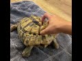 Tortoise wiggles after a bath | CONTENTbible