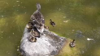 Anderson Japanese Gardens - Rockford, Illinois