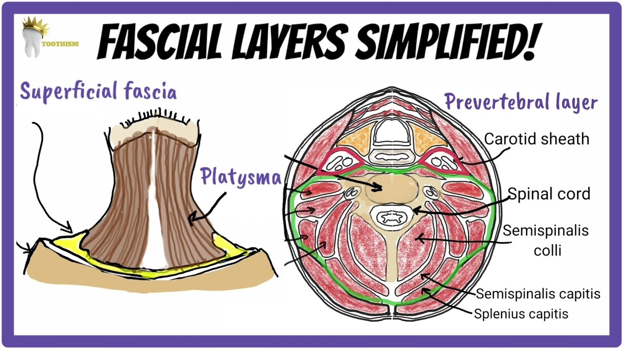 Anatomy Fascial Layers Of The Neck Simplified What Are Fascial