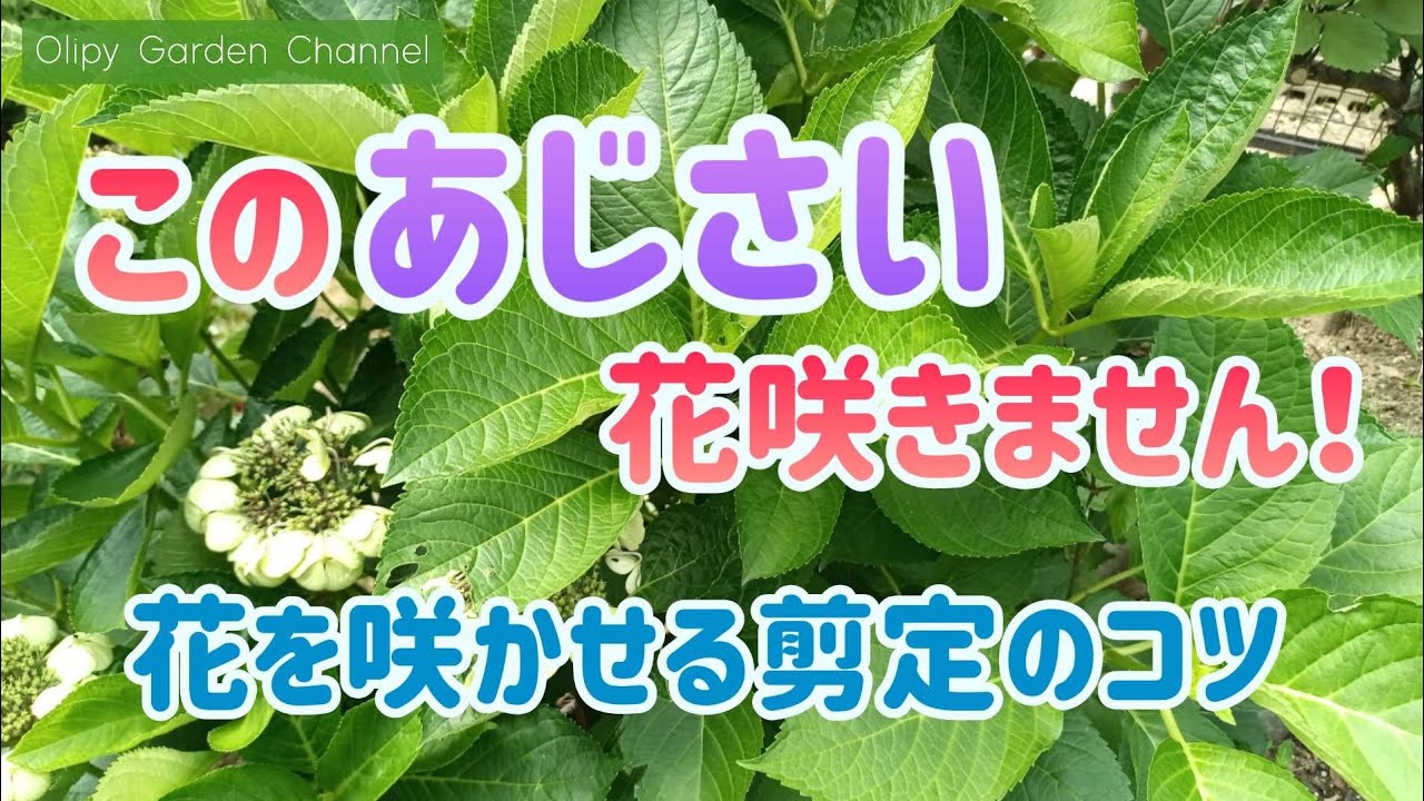 【アジサイ】花を咲かせる剪定のコツ！枝の数を減らす剪定の方法！
