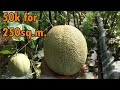 Actual Cost and Profit for my Trellised type Melon | Land Prep to Harvesting ng Melon sa Tag-ulan.