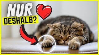 7 gute Gründe, warum Menschen Katzen lieben!