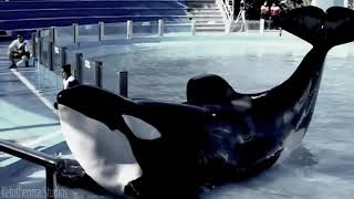 GET OUT ALIVE - ORCA MEP - COMPLETE