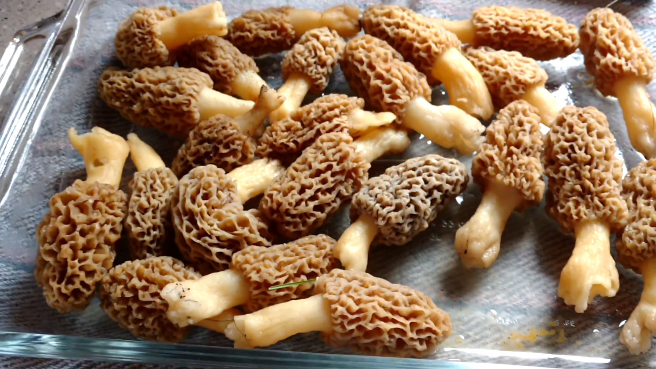 morel slurry YouTube
