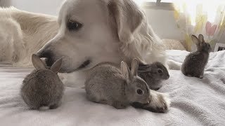 Four Baby Bunnies Think This Golden Retriever Is Their Dad