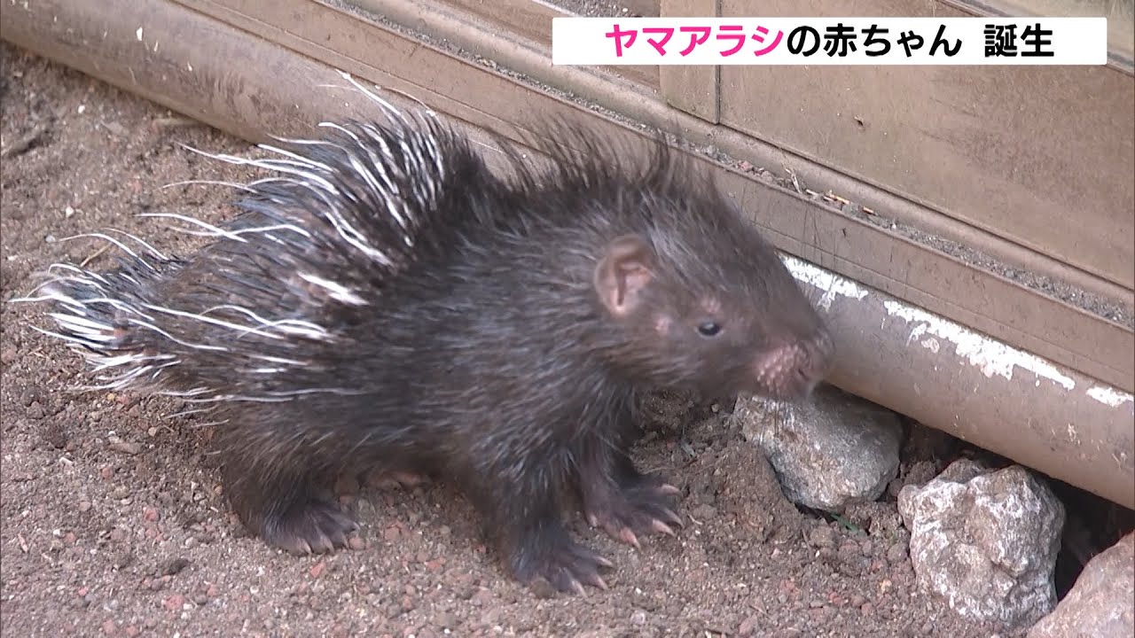 かわいい ヤマアラシの赤ちゃん 立派なトゲもあるよ 静岡県 Youtube