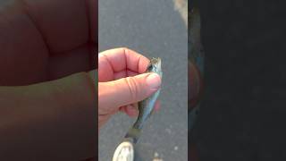 #bloopers #flyfishing #largemouthbass #fishing #shorts