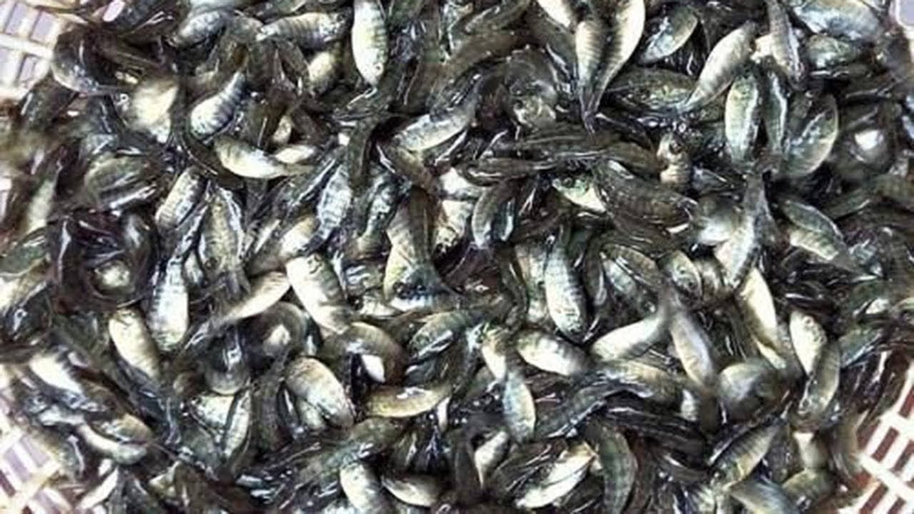 Tilapia Farming Monosex Tilapia fish farm Tilapia Seeds Farm in