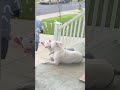 Neglected dogs are crying#funny