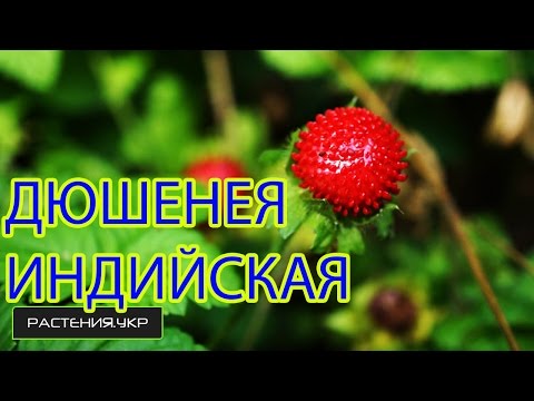 Дюшенея индийская / декоративная земляника / цветок лапчатка