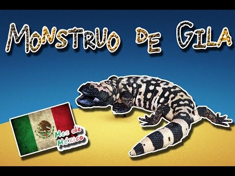 Mostro di Gila | Il colorato e velenosa lucertola | (Animali delle mondo) | Mese Messico |