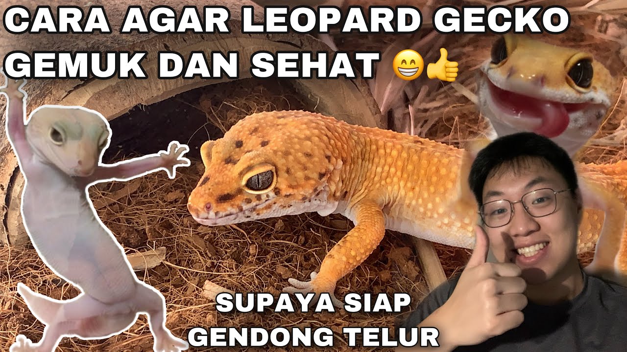 CARA MENGGENDUTKAN / MENGGEMUKKAN LEOPARD GECKO ! UNTUK PARA BETINA SUPAYA SIAP GENDONG TELUR !