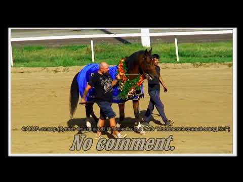 Video: Percheron konj