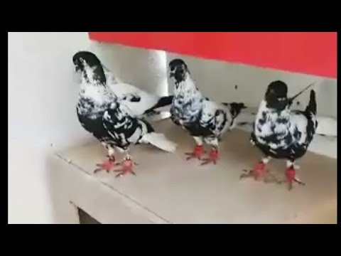 طباشرة سود من حلال المربي نزار درويش لبنان