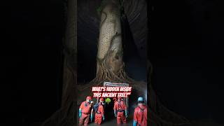 🔮 Lost Ancient Tree Temple Found Underground!