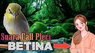 SUARA PLECI BETINA MANGGIL JANTAN