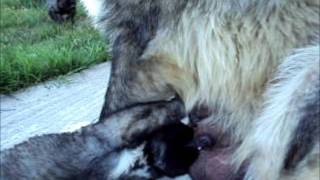 Caucasian Shepherd  Dogs ( my puppies,28 day's)