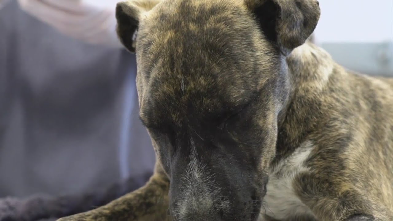 NM animal shelters urge owners to pick up lost pets from holiday weekend YouTube