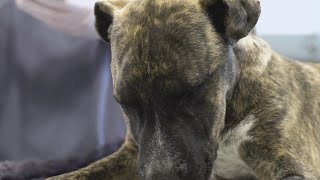 NM animal shelters urge owners to pick up lost pets from holiday weekend