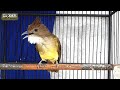 Paling Ampuh Pancingan Cucak Jenggot Bisu Mp3 - Mp4 Download