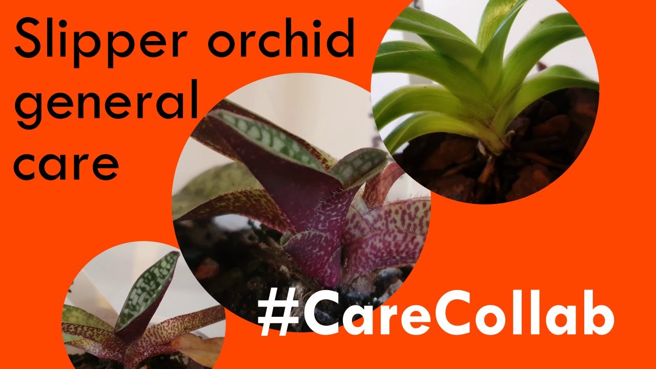 Slipper orchid general care #CareCollab 