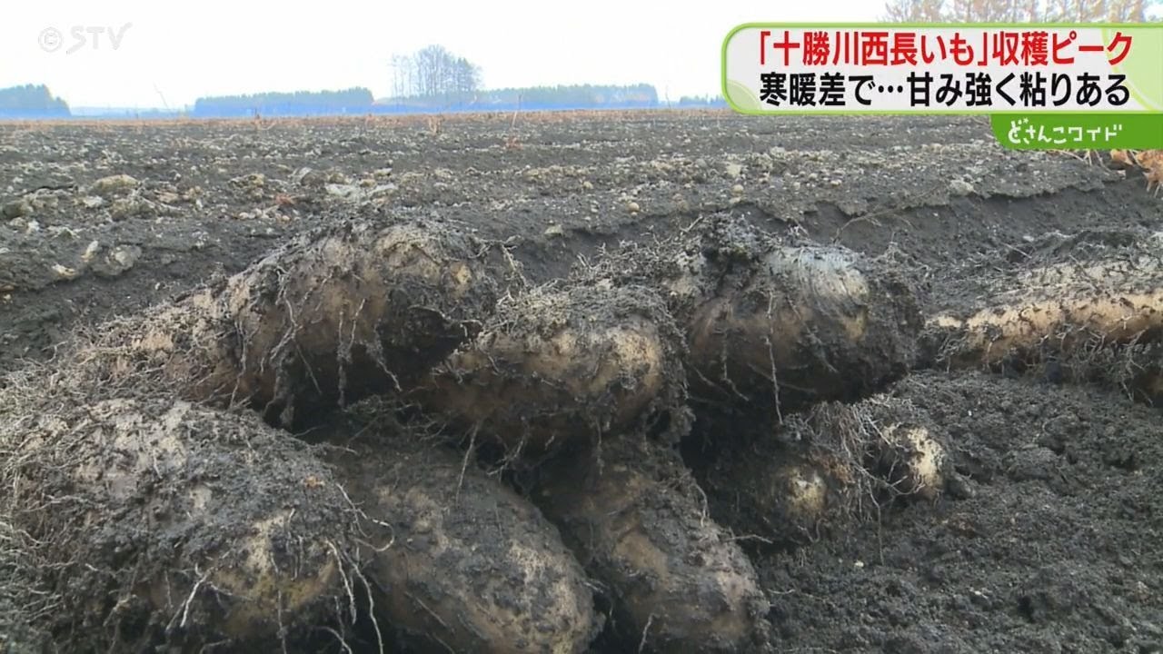 The peak of the harvest of 