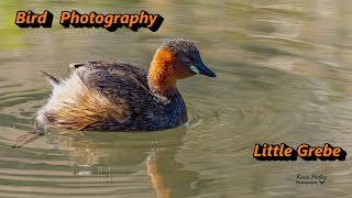 How to Photograph the Little Grebe