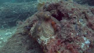 Gloomy octopus with flashing eye