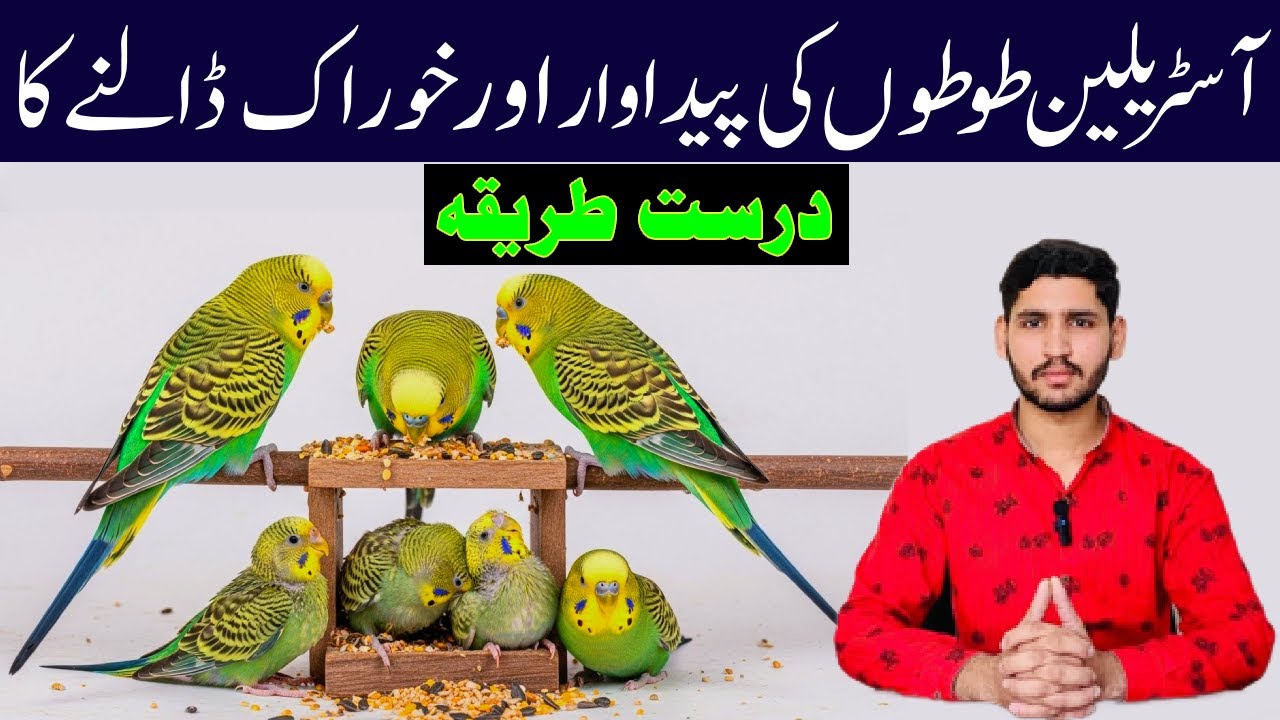 Australian Budgies Parrot Breeding Tips | Budgies Parrot Cage Setup | Tips for Fast Egg Laying food
